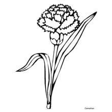Flowers (Nature and Seasons) coloring page #155180 to print and color