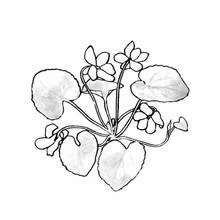 Flowers (Nature and Seasons) coloring page #155218 to print and color