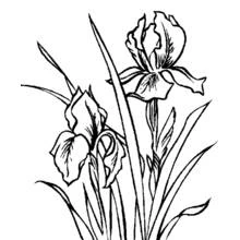 Flowers (Nature and Seasons) coloring page #155225 to print and color