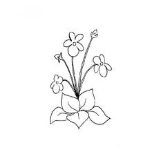 Flowers (Nature and Seasons) coloring page #155252 to print and color