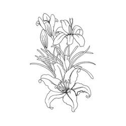 Coloring pages: Lily - Free Printable Coloring Pages