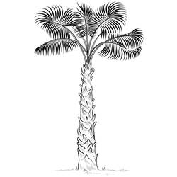Palm tree (Nature and Seasons) coloring page #200708 to print and color