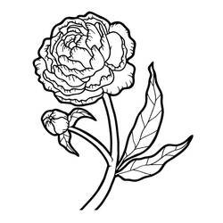 Coloring pages: Peony - Free Printable Coloring Pages