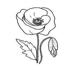 Coloring pages: Poppy - Free Printable Coloring Pages