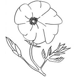 Poppy (Nature and Seasons) coloring page #182361 to print and color