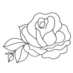 Coloring page: Roses (Nature and Seasons) #161872 - Free Printable Coloring Pages