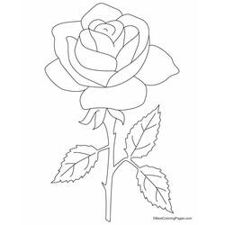 Coloring page: Roses (Nature and Seasons) #161893 - Free Printable Coloring Pages