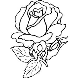 Roses (Nature and Seasons) coloring page #161922 to print and color