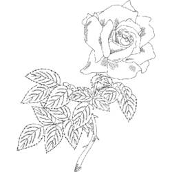 Roses (Nature and Seasons) coloring page #161939 to print and color