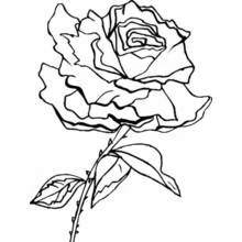 Roses (Nature and Seasons) coloring page #161966 to print and color