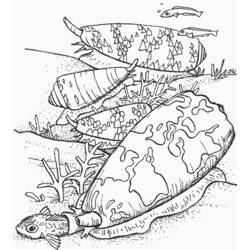 Shell (Nature and Seasons) coloring page #163195 to print and color