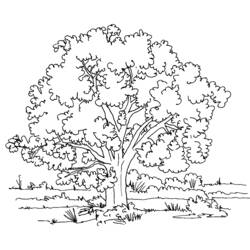 Coloring page: Tree (Nature and Seasons) #154668 - Free Printable Coloring Pages