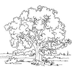 Coloring page: Tree (Nature and Seasons) #154714 - Free Printable Coloring Pages