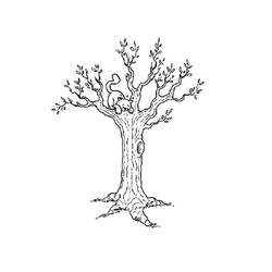 Coloring page: Tree (Nature and Seasons) #154721 - Free Printable Coloring Pages