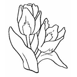 Tulip (Nature and Seasons) coloring page #161648 to print and color