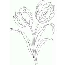 Tulip (Nature and Seasons) coloring page #161655 to print and color