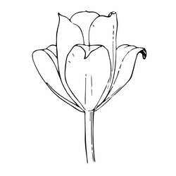 Tulip (Nature and Seasons) coloring page #161657 to print and color