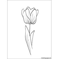 Tulip (Nature and Seasons) coloring page #161688 to print and color