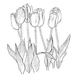 Tulip (Nature and Seasons) coloring page #161776 to print and color