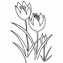 Tulip (Nature and Seasons) coloring page #161785 to print and color