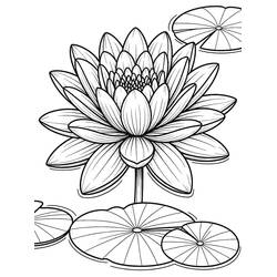 water lily - Free printable coloring pages
