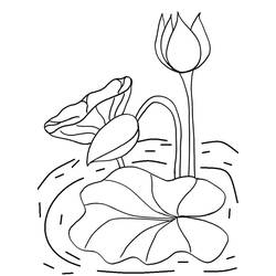 water lily (Nature and Seasons) coloring page #221869 to print and color