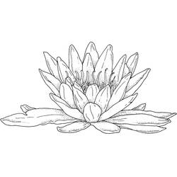 water lily (Nature and Seasons) coloring page #221874 to print and color