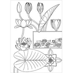 water lily (Nature and Seasons) coloring page #221881 to print and color