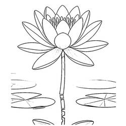 water lily (Nature and Seasons) coloring page #221883 to print and color