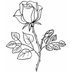 Coloring page: Bouquet of flowers (Nature) #160736 - Printable coloring pages