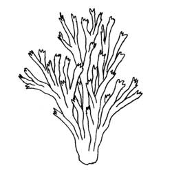 Coloring page: Coral (Nature) #162888 - Printable coloring pages