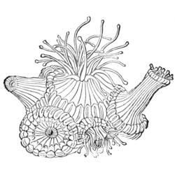 Coloring page: Coral (Nature) #162964 - Printable coloring pages