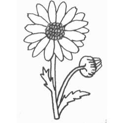 Coloring page: Daisy (Nature) #161363 - Printable coloring pages