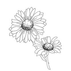 Coloring page: Daisy (Nature) #161445 - Printable coloring pages