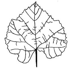 Coloring page: Fall season (Nature) #164330 - Free Printable Coloring Pages