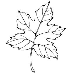 Coloring page: Fall season (Nature) #164351 - Free Printable Coloring Pages