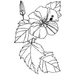 Coloring page: Flowers (Nature) #155056 - Free Printable Coloring Pages