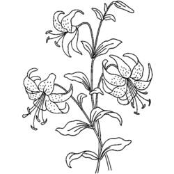 Coloring page: Flowers (Nature) #155057 - Free Printable Coloring Pages