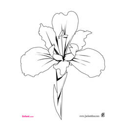 Coloring page: Flowers (Nature) #155064 - Free Printable Coloring Pages