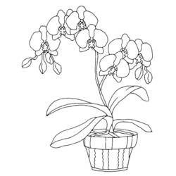 Coloring page: Flowers (Nature) #155091 - Free Printable Coloring Pages