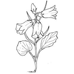 Coloring page: Flowers (Nature) #155095 - Free Printable Coloring Pages