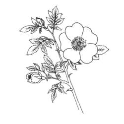 Coloring page: Flowers (Nature) #155149 - Free Printable Coloring Pages