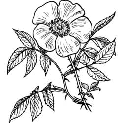 Coloring page: Flowers (Nature) #155198 - Free Printable Coloring Pages