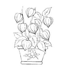 Coloring page: Flowers (Nature) #155208 - Free Printable Coloring Pages