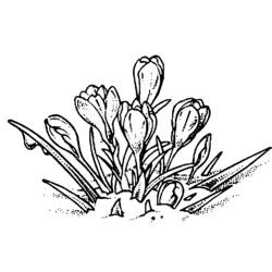 Coloring page: Flowers (Nature) #155215 - Free Printable Coloring Pages