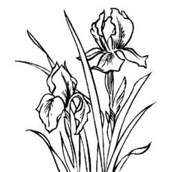 Coloring page: Flowers (Nature) #155225 - Free Printable Coloring Pages