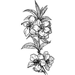 Coloring page: Flowers (Nature) #155235 - Free Printable Coloring Pages