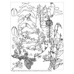 Coloring page: Forest (Nature) #157007 - Free Printable Coloring Pages