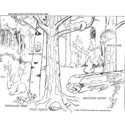 Coloring page: Forest (Nature) #157021 - Free Printable Coloring Pages