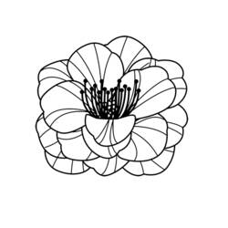 Coloring page: Poppy (Nature) #162437 - Free Printable Coloring Pages